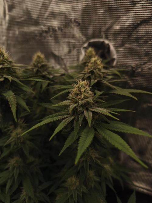 2X Permanent marker MSNL. Week 11