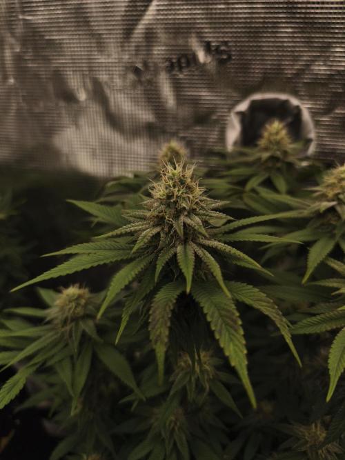 2X Permanent marker MSNL. Week 11