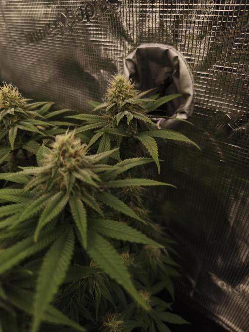 2X Permanent marker MSNL. Week 11