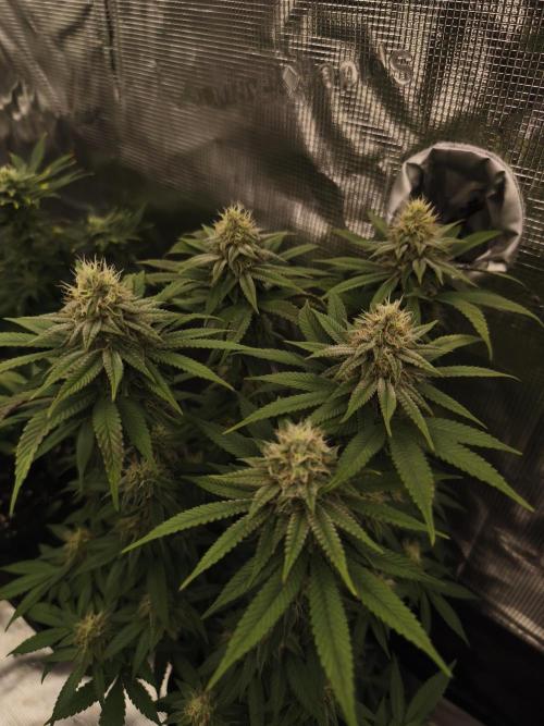 2X Permanent marker MSNL. Week 11