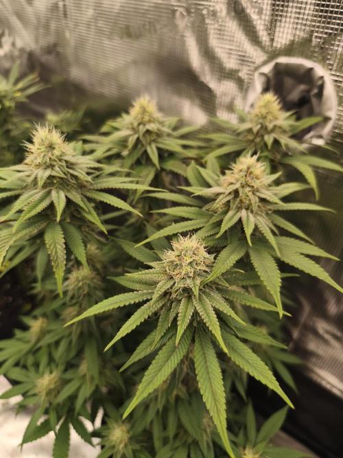 2X Permanent marker MSNL. Week 11