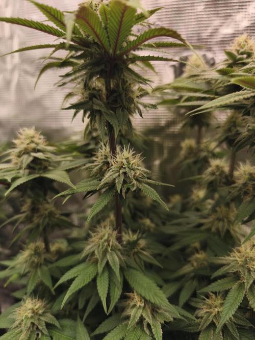 2X Permanent marker MSNL. Week 11