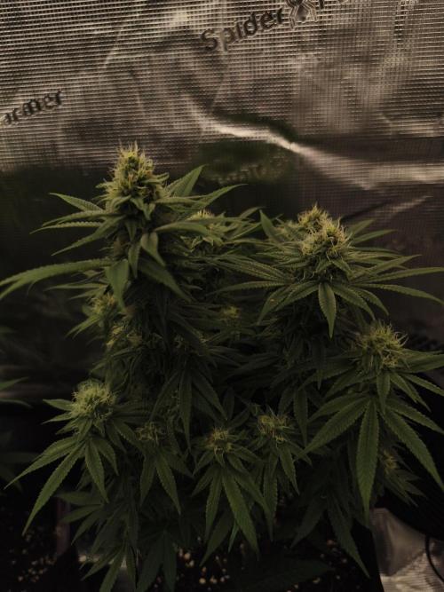 2X Permanent marker MSNL. Week 11