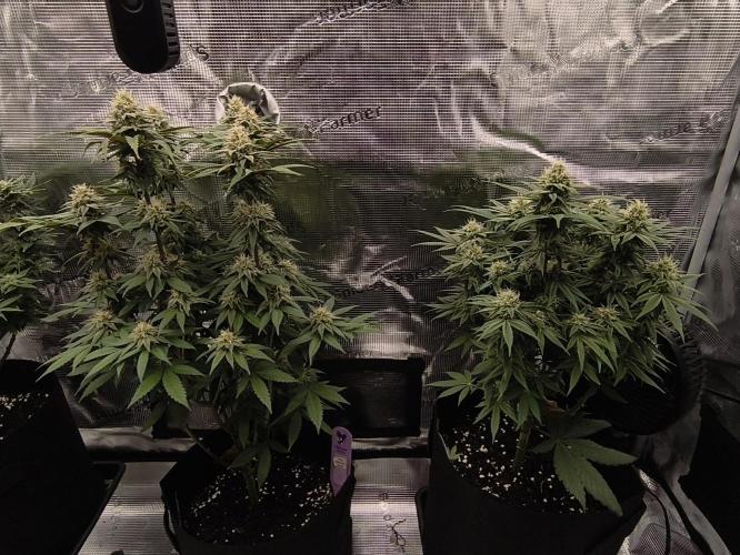 2X Permanent marker MSNL. Week 11