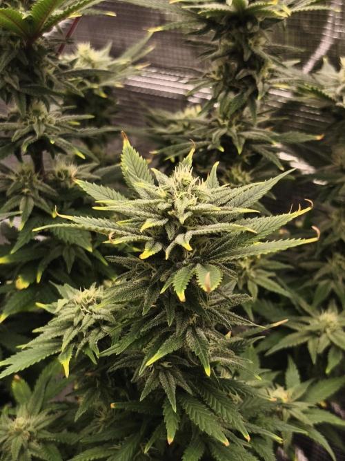 1X Blue Cookies  MSNL. Week 11