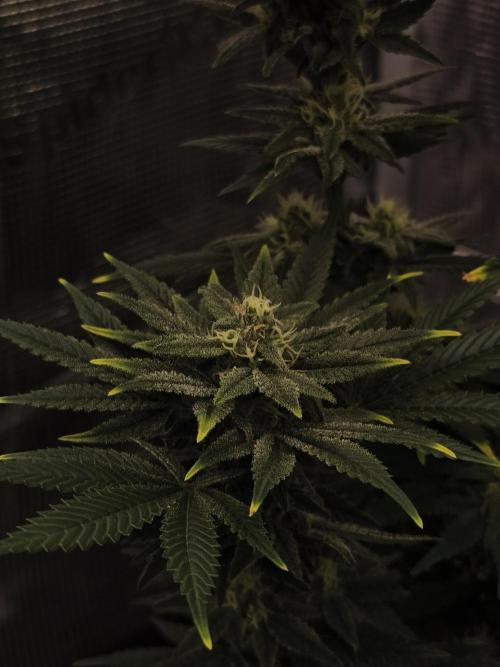 1X Blue Cookies  MSNL. Week 11