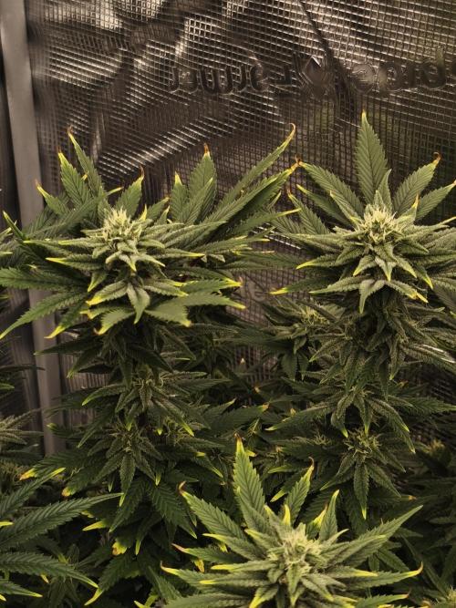 1X Blue Cookies  MSNL. Week 11