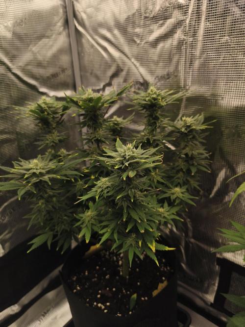 1X Blue Cookies  MSNL. Week 11