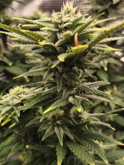 1X Blue Cookies  MSNL. Week 11