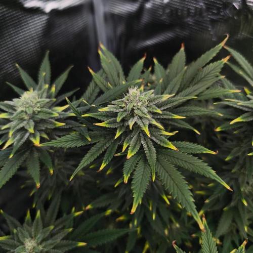 1X Blue Cookies  MSNL. Week 12