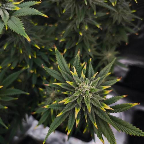 1X Blue Cookies  MSNL. Week 12