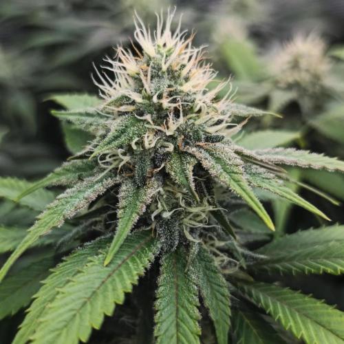 2X Strawberry pop rocks Anesia Seeds. Week 12