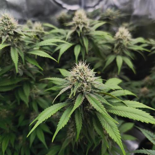 2X Strawberry pop rocks Anesia Seeds. Week 12