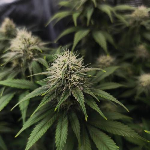 2X Strawberry pop rocks Anesia Seeds. Week 12