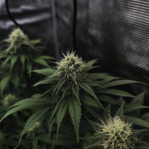 2X Strawberry pop rocks Anesia Seeds. Week 12