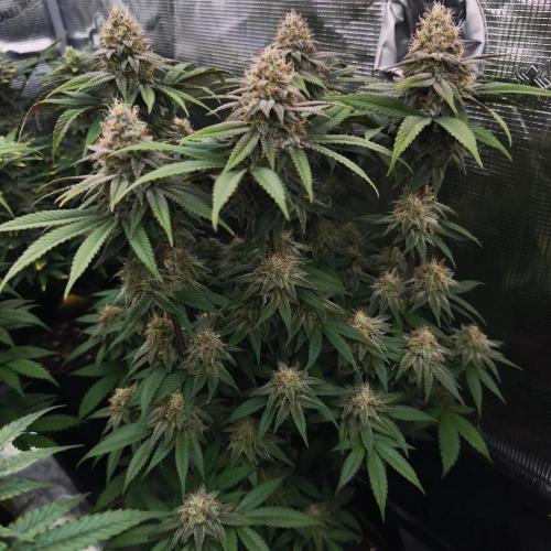 2X Permanent marker MSNL. Week 12