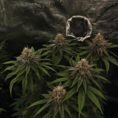 2X Permanent marker MSNL. Week 12