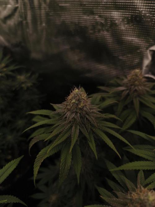 2X Permanent marker MSNL. Week 12