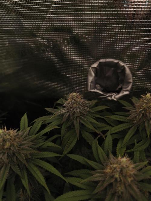 2X Permanent marker MSNL. Week 12