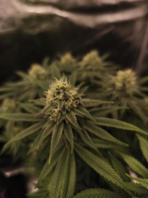 2X Permanent marker MSNL. Week 12