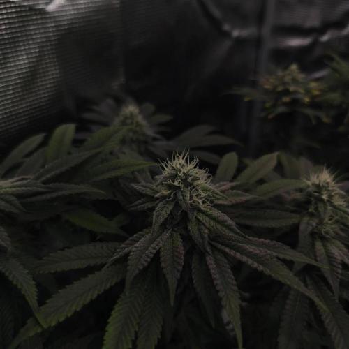 2x Fryday Boof Anesia Seeds. Week 12