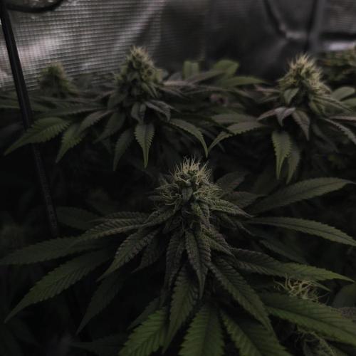 2x Fryday Boof Anesia Seeds. Week 12