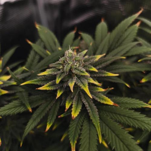 1X Blue Cookies  MSNL. Week 12