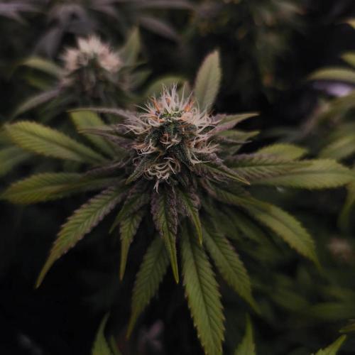 2X Strawberry pop rocks Anesia Seeds. Week 12