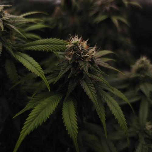 2X Strawberry pop rocks Anesia Seeds. Week 12