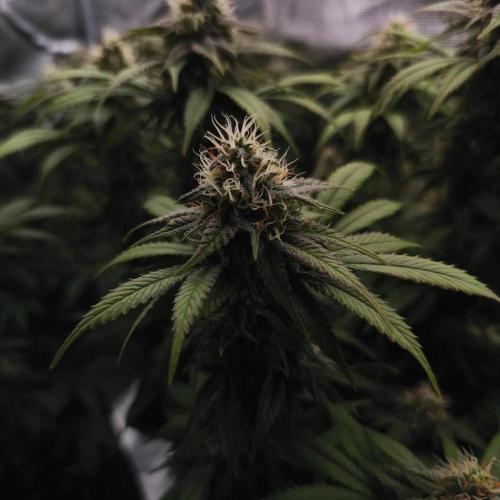 2X Strawberry pop rocks Anesia Seeds. Week 12