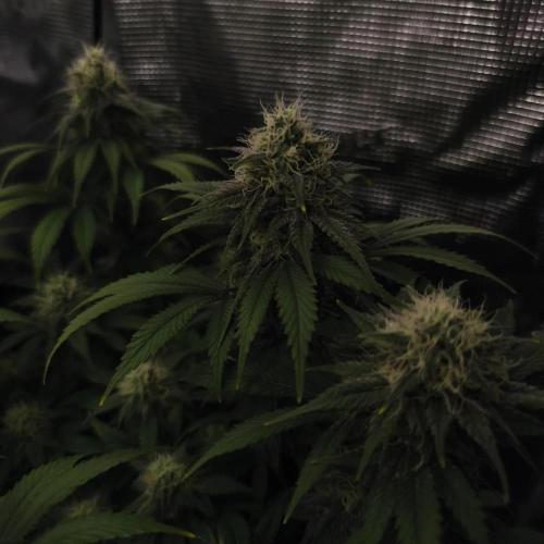 2X Strawberry pop rocks Anesia Seeds. Week 12