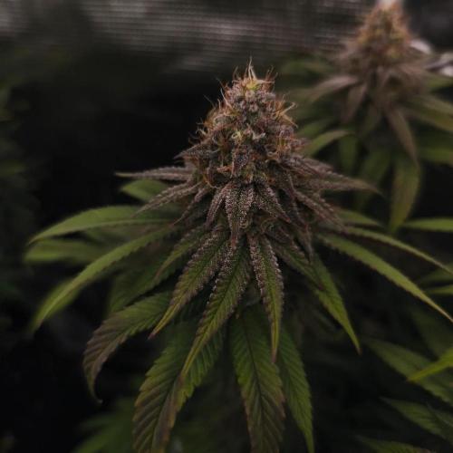 2X Permanent marker MSNL. Week 12