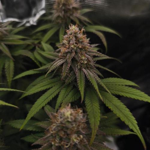 2X Permanent marker MSNL. Week 12