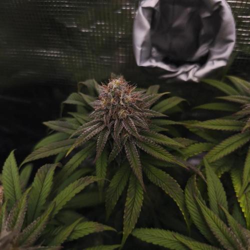 2X Permanent marker MSNL. Week 12