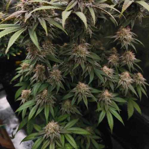 2X Permanent marker MSNL. Week 12