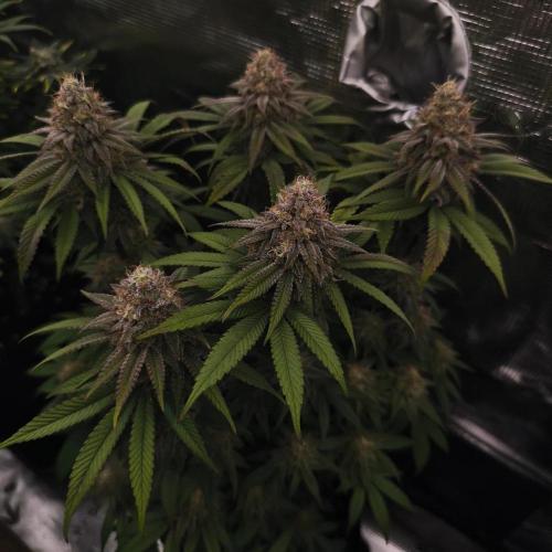 2X Permanent marker MSNL. Week 12