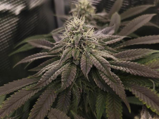 2x Fryday Boof Anesia Seeds. Week 13