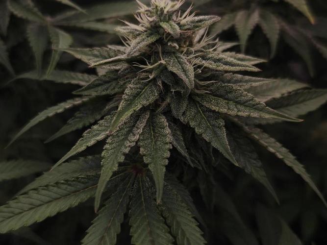 2x Fryday Boof Anesia Seeds. Week 13