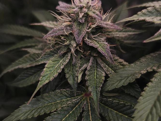 2x Fryday Boof Anesia Seeds. Week 13