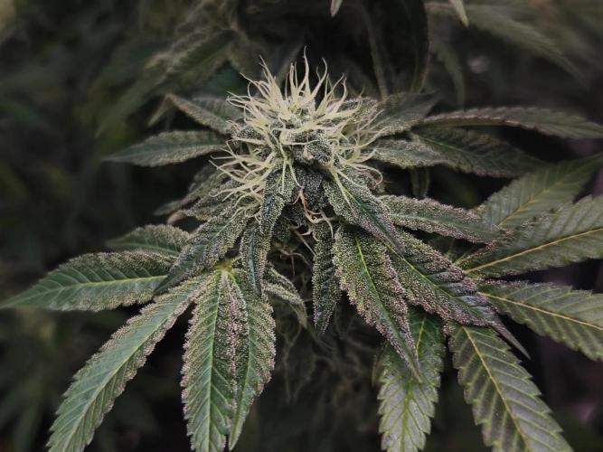 2x Fryday Boof Anesia Seeds. Week 13