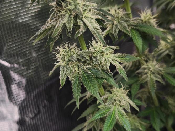 2x Fryday Boof Anesia Seeds. Week 13