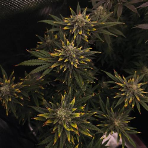 1X Blue Cookies  MSNL. Week 13