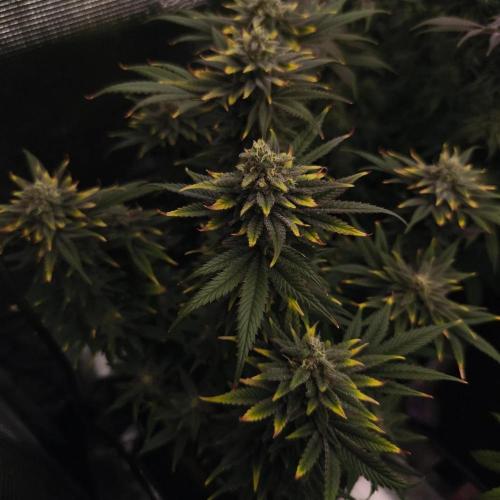 1X Blue Cookies  MSNL. Week 13