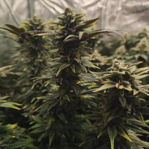 1X Blue Cookies  MSNL. Week 13