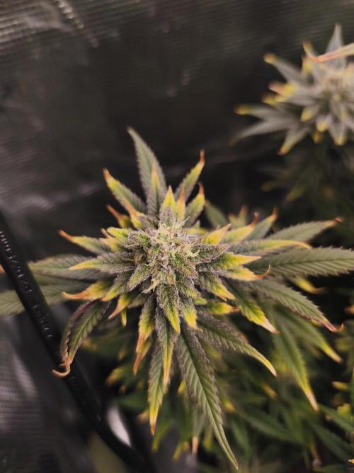 1X Blue Cookies  MSNL. Week 13