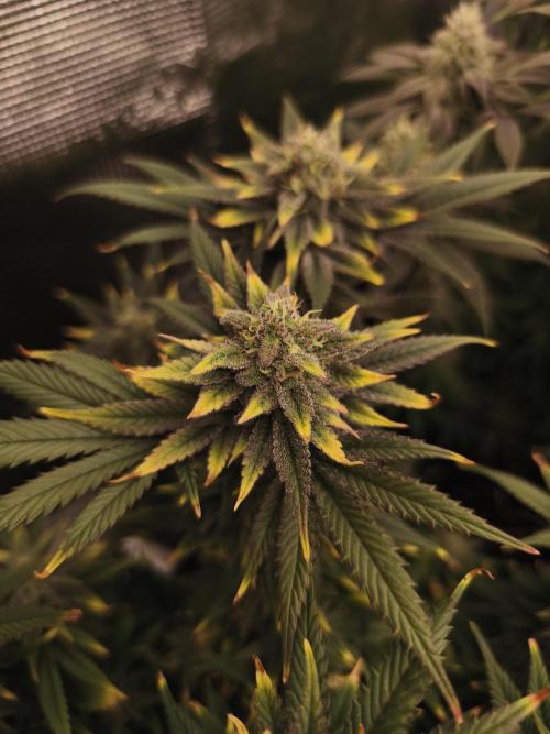 1X Blue Cookies  MSNL. Week 13