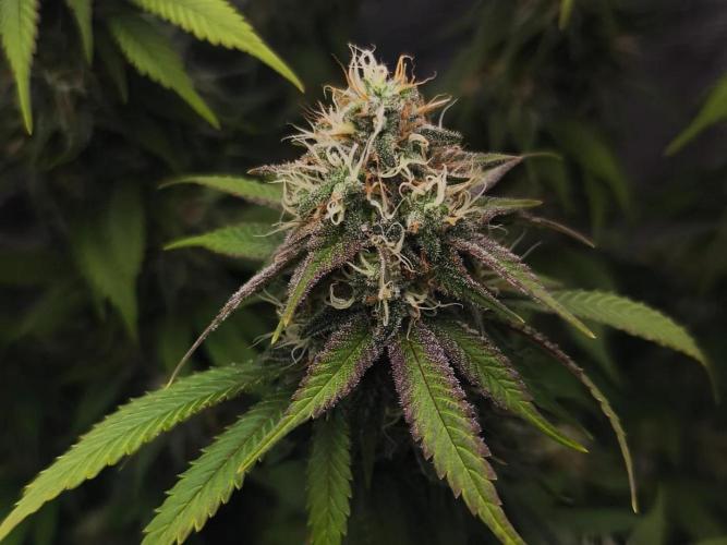 2X Strawberry pop rocks Anesia Seeds. Week 13