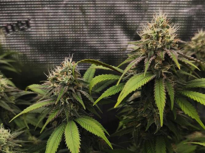 2X Strawberry pop rocks Anesia Seeds. Week 13