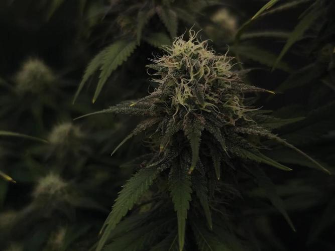 2X Strawberry pop rocks Anesia Seeds. Week 13