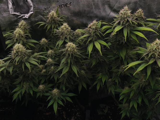 2X Strawberry pop rocks Anesia Seeds. Week 13